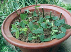 扦插的月季多久會開花？扦插月季多久可開花？