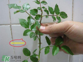 扦插的月季多久會開花？扦插月季多久可開花？