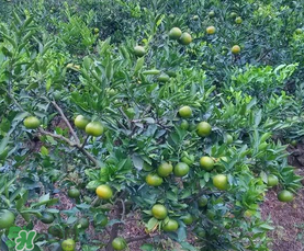 五月份適合種哪些果樹？五月份種什么水果？