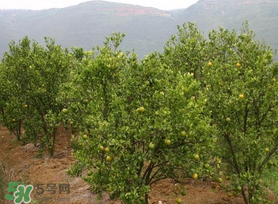 五月份適合種哪些果樹？五月份種什么水果？