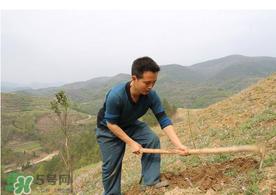 五月份能種樹嗎？五月份種樹能活嗎？