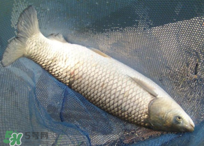 5月份怎么釣草魚？五月份怎么釣草魚？