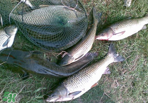 5月份怎么釣草魚？五月份怎么釣草魚？