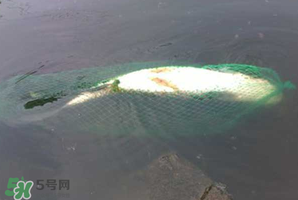 5月份怎么釣草魚？五月份怎么釣草魚？