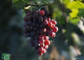 五月份有葡萄嗎？五月份的葡萄可以吃嗎？