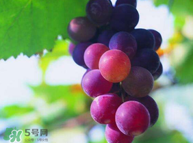 五月份有葡萄嗎？五月份的葡萄可以吃嗎？