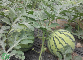 五月份可以種西瓜嗎？五月份怎么種西瓜？