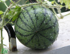 五月份可以種西瓜嗎？五月份怎么種西瓜？