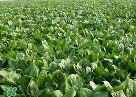 ?五月份能種菠菜嗎？5月份可以種菠菜嗎？