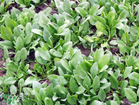 ?五月份能種菠菜嗎？5月份可以種菠菜嗎？