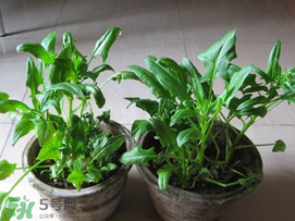 ?五月份能種菠菜嗎？5月份可以種菠菜嗎？