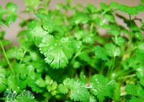 5月份能種香菜嗎？五月份能種香菜嗎？