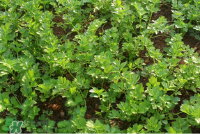 5月份能種香菜嗎？五月份能種香菜嗎？