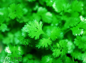 5月份能種香菜嗎？五月份能種香菜嗎？