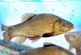 ?五月份吃什么魚？5月份吃什么魚？