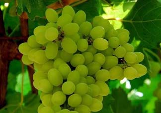 葡萄五月份打什么藥？五月份葡萄打什么藥？