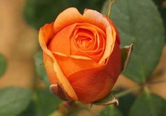 月季花什么時(shí)候插最好活？月季花怎么扦插成活率高？