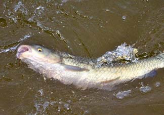 5月份怎么釣草魚？五月份怎么釣草魚？