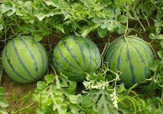 五月份可以種西瓜嗎？五月份怎么種西瓜？