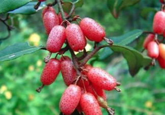 羊奶果怎么吃？羊奶果怎么種