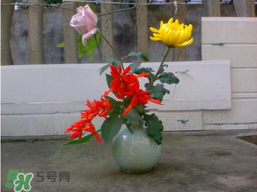 月季花什么時(shí)候插最好活？月季花怎么扦插成活率高？