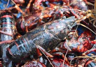 野生小龍蝦能吃嗎？野生小龍蝦吃了會中毒嗎？