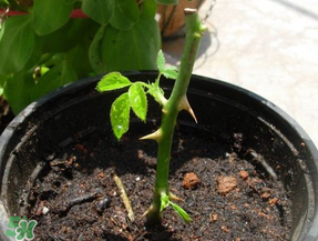 月季5月能插活嗎？月季花五月能插活嗎？