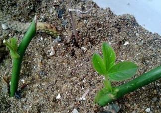 月季5月能插活嗎？月季花五月能插活嗎？