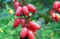 羊奶果要剝皮嗎？羊奶果剝皮還是帶皮吃好？