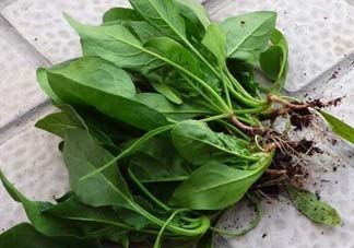 ?五月份能種菠菜嗎？5月份可以種菠菜嗎？