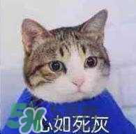 紀(jì)梵希黑色頰彩霜怎么樣？紀(jì)梵希黑色腮紅多少錢？