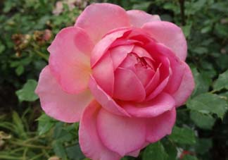 月季花5月扦插當(dāng)年會開花嗎？月季花的花期