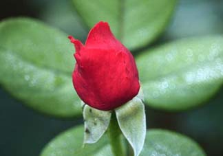 月季從有花苞到開(kāi)花需要多久？月季花苞到開(kāi)花要多久？