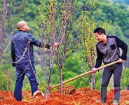 五月份適合種哪些果樹？五月份種什么水果？