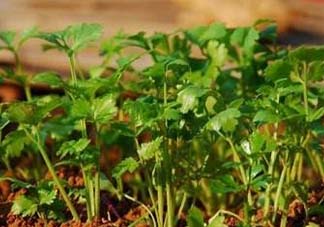 5月份能種香菜嗎？五月份能種香菜嗎？