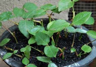 扦插的月季多久會開花？扦插月季多久可開花？