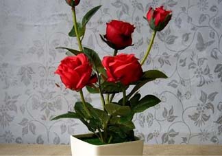 五月份可以種月季嗎？月季五月怎么養(yǎng)？