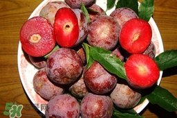 三華李種植幾年可掛果？三華李什么時候種植