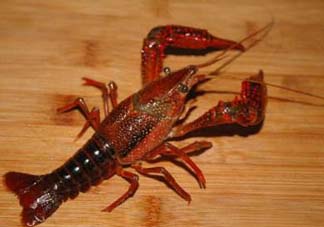 野生小龍蝦怎么抓？野生龍蝦怎么捕捉？