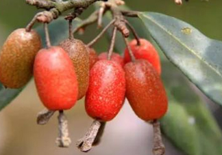 羊奶果要剝皮嗎？羊奶果剝皮還是帶皮吃好？