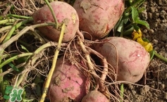 地瓜是紅薯嗎？地瓜什么時候成熟