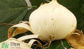 白地瓜孕婦能吃嗎？白地瓜孕婦可以吃嗎