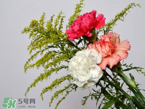 母親節(jié)送什么顏色的康乃馨？2017年母親節(jié)康乃馨推薦