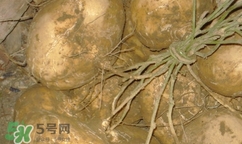 孕婦可以吃土瓜嗎？孕婦能吃土瓜嗎？