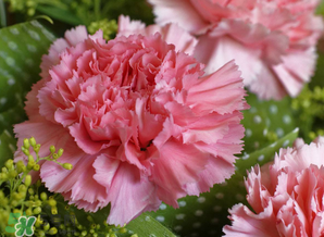 康乃馨多少錢一束2017？康乃馨多少錢一朵2017？