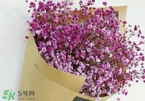 滿天星多少錢一束2017？滿天星多少錢一支2017？