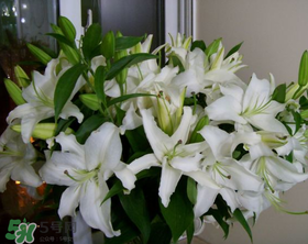 百合花多少錢一支2017？百合花多少錢一束2017？