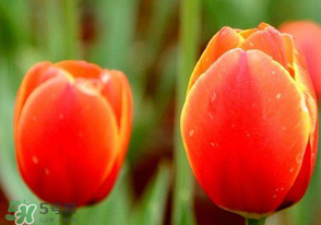 母親節(jié)可以送郁金香嗎？為什么母親節(jié)送郁金香？