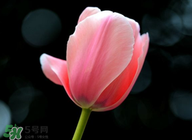 母親節(jié)可以送郁金香嗎？為什么母親節(jié)送郁金香？