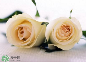 母親節(jié)可以送白玫瑰嗎？白玫瑰適合送什么人？